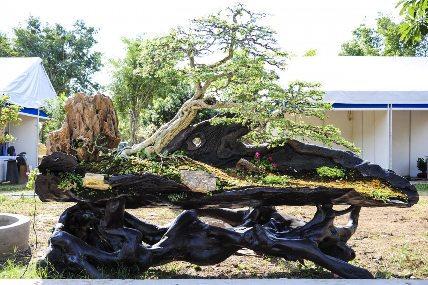 Nghệ thuật Bonsai trong dịp Tết - Kết nối với tinh hoa thiên nhiên