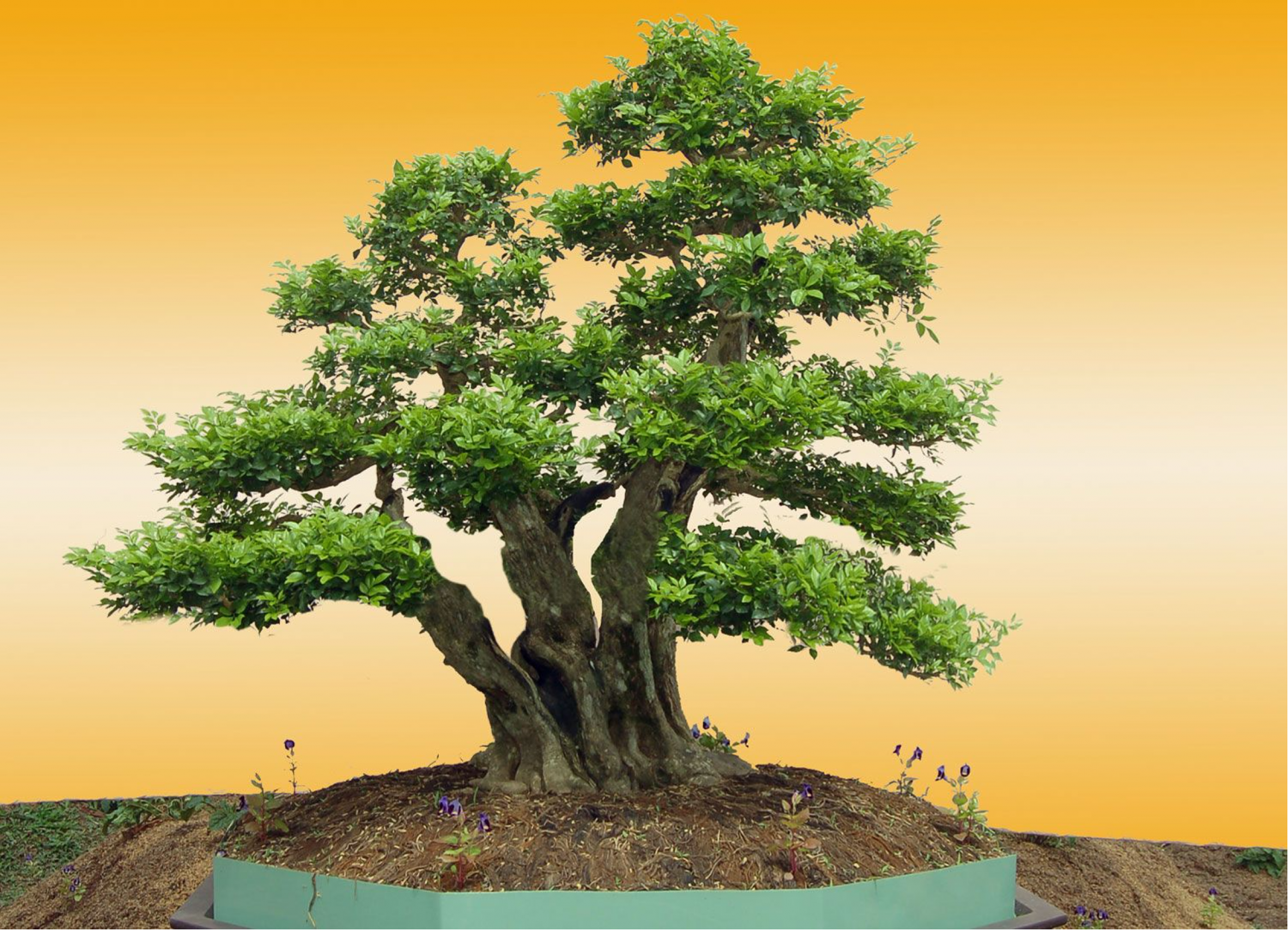 Nghệ thuật Bonsai trong dịp Tết - Kết nối với tinh hoa thiên nhiên