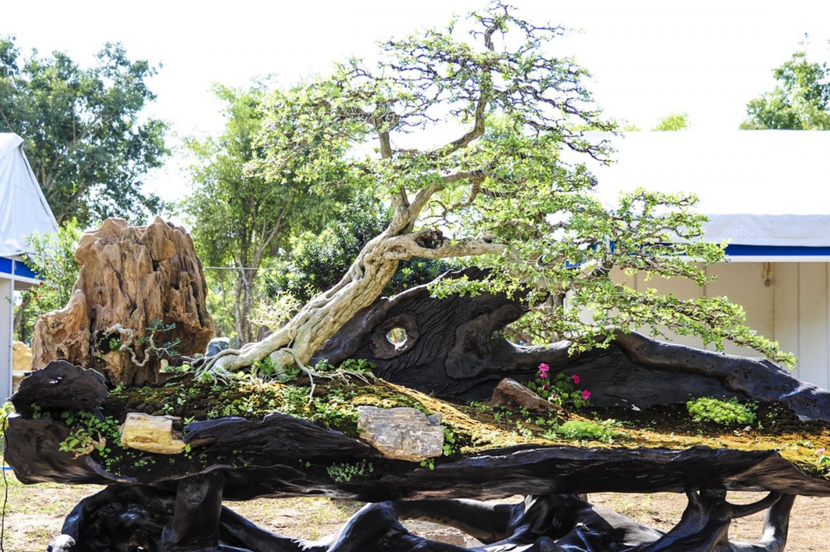 Nghệ thuật Bonsai trong dịp Tết - Kết nối với tinh hoa thiên nhiên