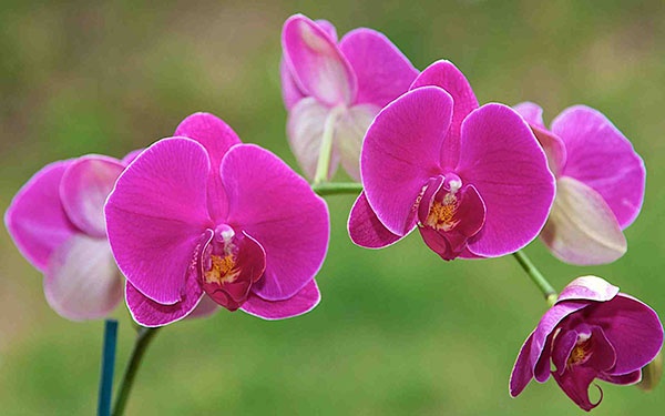 Tử vi ngày 2/2/2024: Tuổi Hợi tình cảm lên hương, tuổi Dần cần đặt mục tiêu
