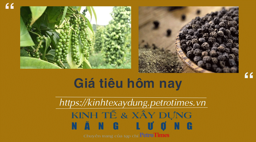 Giá tiêu hôm nay 5/2: Chững lại và ổn định