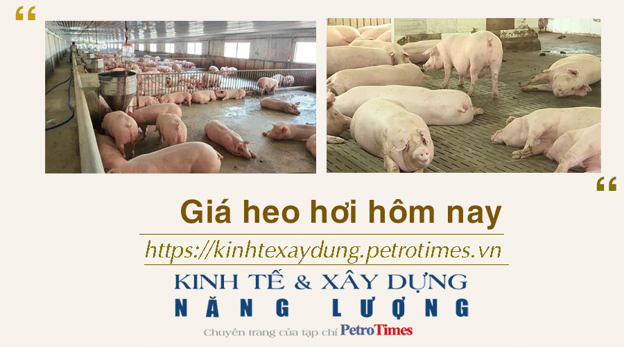 Giá heo hơi hôm nay 5/2: Thị trường lặng sóng
