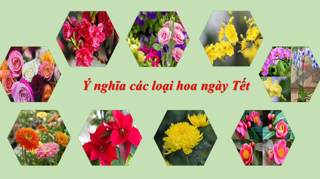 Ý nghĩa phong thủy của các loài hoa dịp Tết