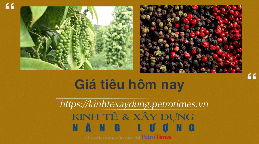 Giá tiêu hôm nay 6/2: Lặng sóng và đi ngang