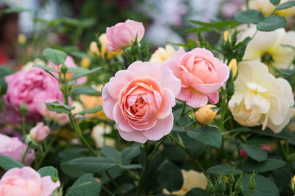 Ý nghĩa phong thủy của các loài hoa dịp Tết