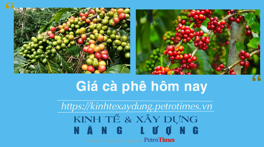 Giá cà phê hôm nay 7/2: Thị trường trong nước giảm