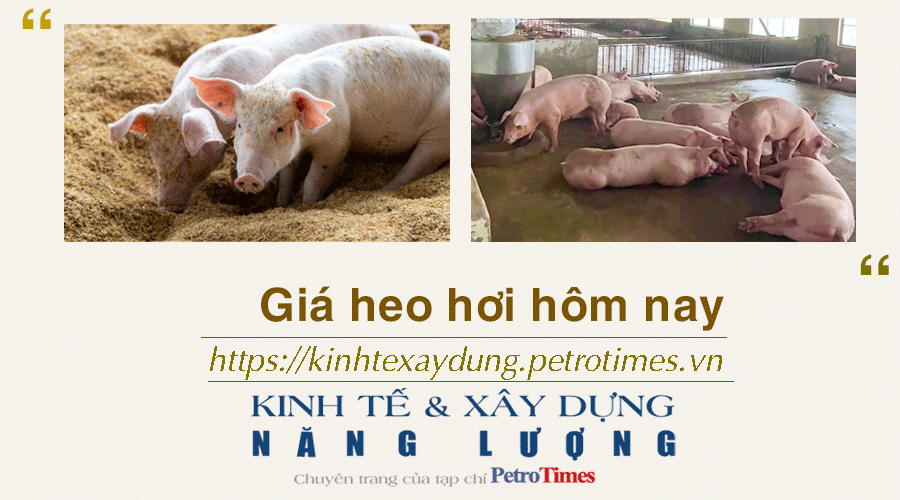Giá heo hơi hôm nay 7/2: Ổn định trên diện rộng