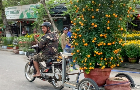 Đà Nẵng: Nhộn nhịp nghề vận chuyển cây cảnh những ngày cận Tết