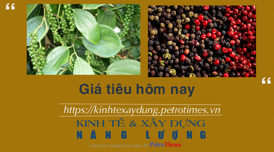 Giá tiêu hôm nay 9/2: Không có điều chỉnh mới