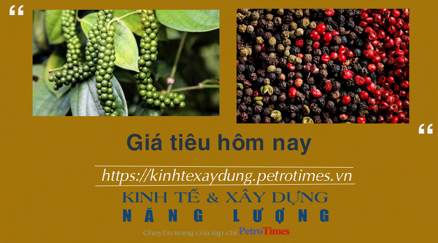 Giá tiêu hôm nay 11/2: Cao nhất 84.000 đồng/kg