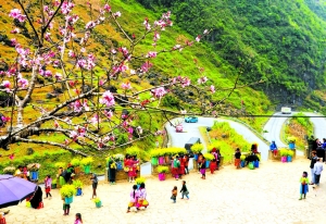 Hoa đào bên bờ rào đá