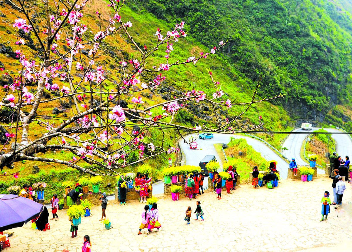 Hoa đào bên bờ rào đá