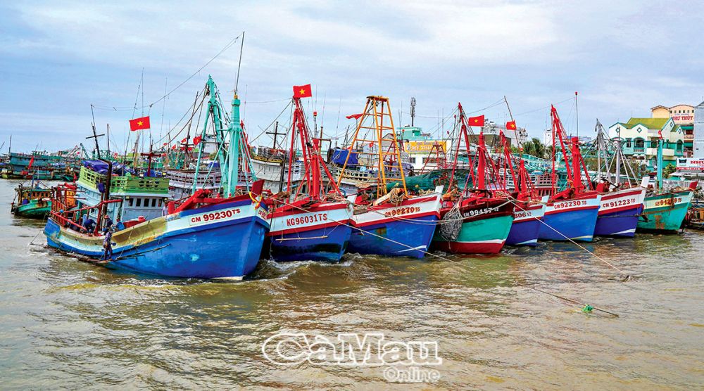 Cà Mau: Làm giàu từ biển