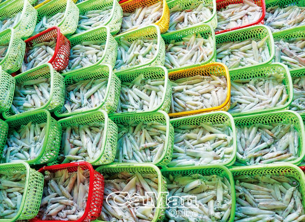 Cà Mau: Làm giàu từ biển