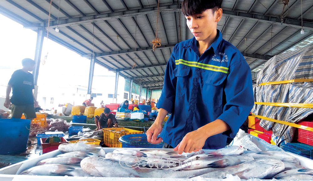 Cà Mau: Làm giàu từ biển