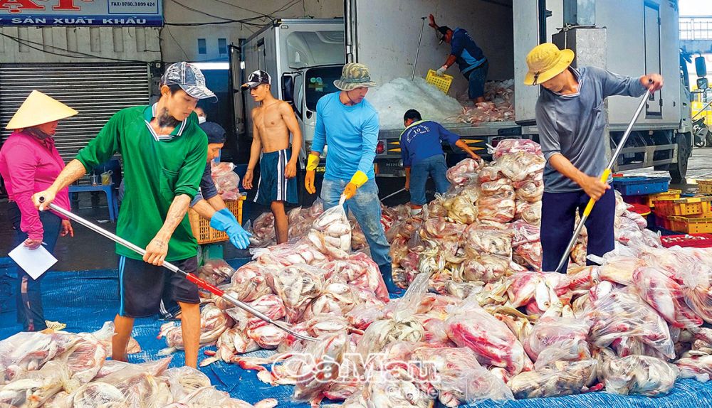 Cà Mau: Làm giàu từ biển