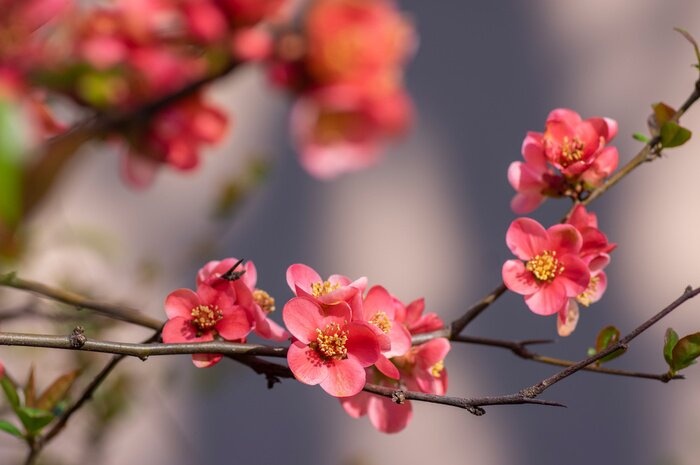 Tử vi ngày 14/2/2024: Tuổi Mùi sức hút ấn tượng, tuổi Sửu gặp nhiều may mắn