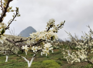 Đến Lào Cai du xuân ngắm hoa