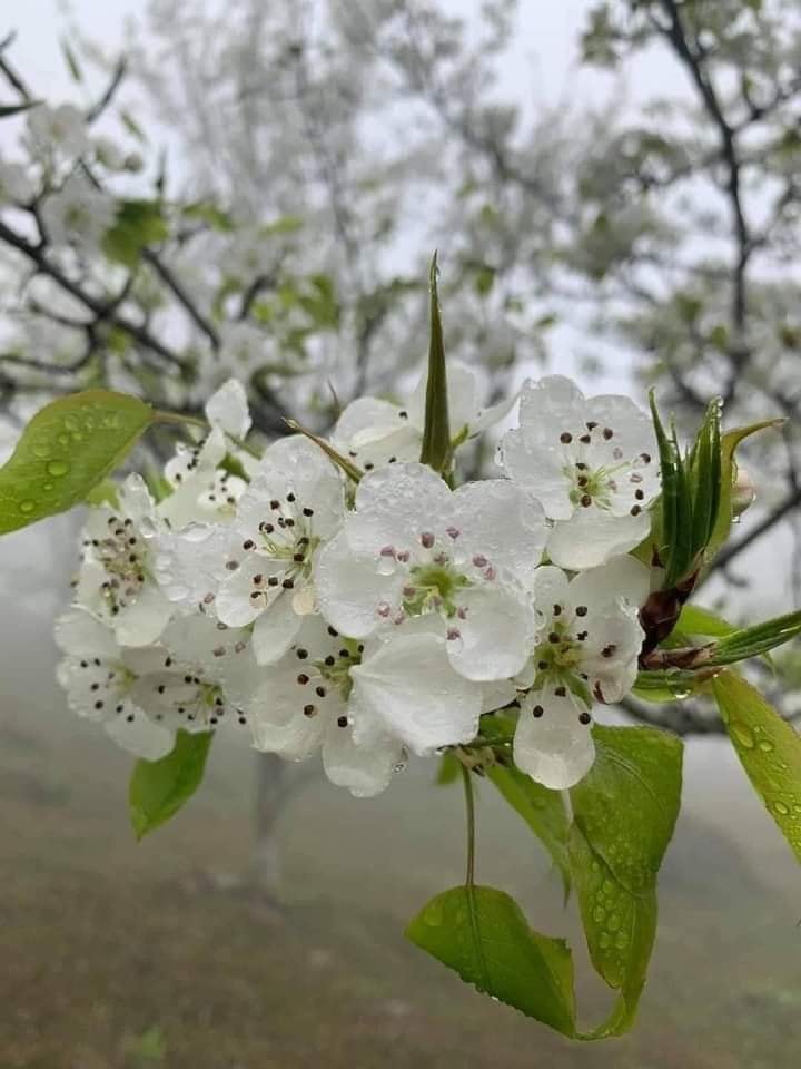Đến Lào Cai du xuân ngắm hoa