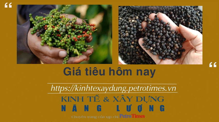 Giá tiêu hôm nay 14/2: Tăng ở Bình Phước