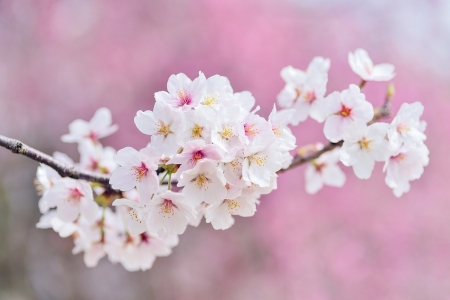 Tử vi ngày 15/2/2024: Tuổi Mão xoay chuyển cục diện, tuổi Ngọ đạt thành tích cao