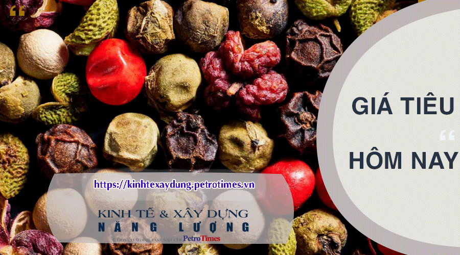 Giá tiêu hôm nay 17/2: Trong nước tiếp tục tăng