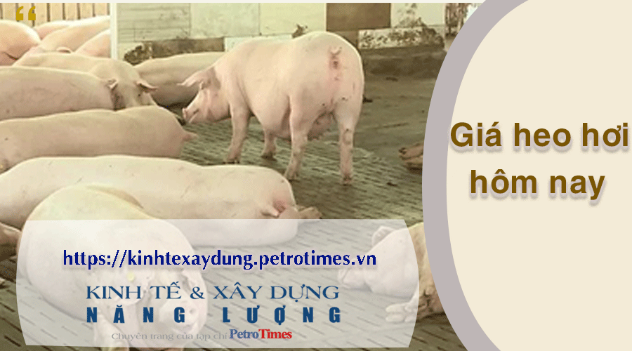 Giá heo hơi hôm nay 18/2: Biến động không đồng nhất
