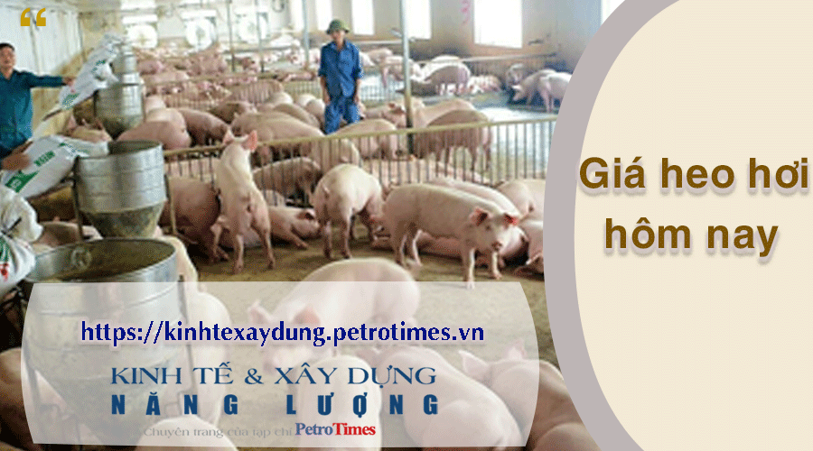Giá heo hơi hôm nay 19/2:
