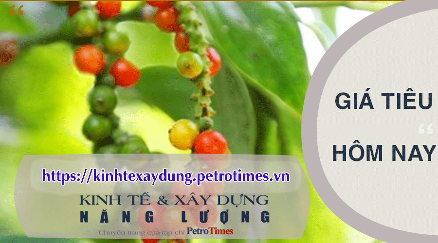Giá tiêu hôm nay 20/2: Thị trường đi ngang