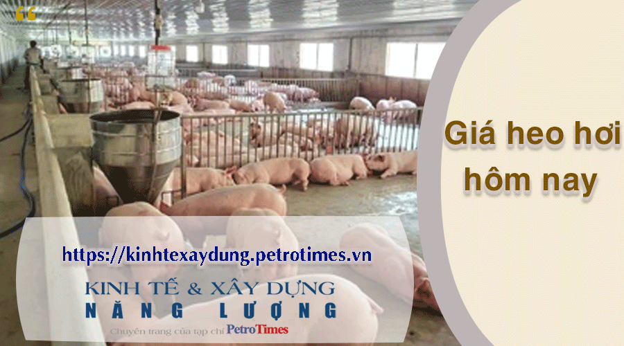 Giá heo hơi hôm nay 20/2: Tăng tại miền Nam