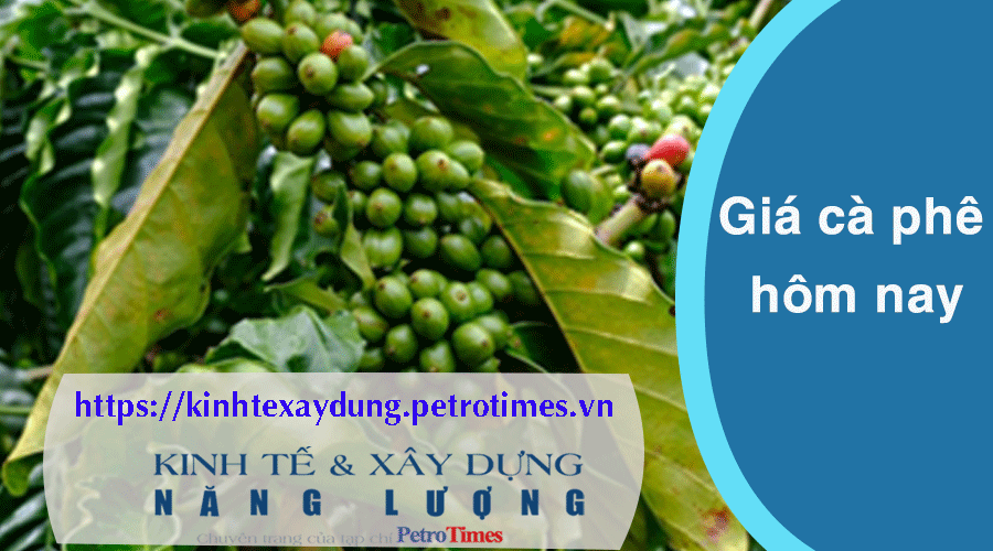 Giá cà phê hôm nay 22/2: Robusta sắc xanh quay trở lại