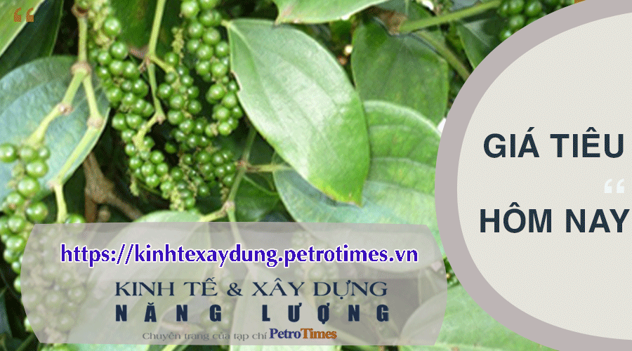 Giá tiêu hôm nay 22/2: Tiến sát mốc 90.000 đồng