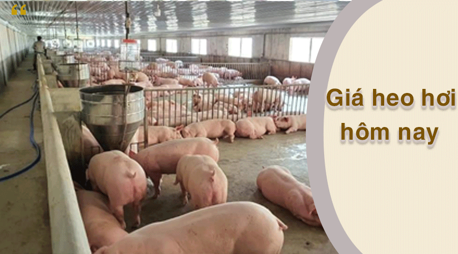 Giá heo hơi hôm nay 24/2: Đi ngang trên diện rộng