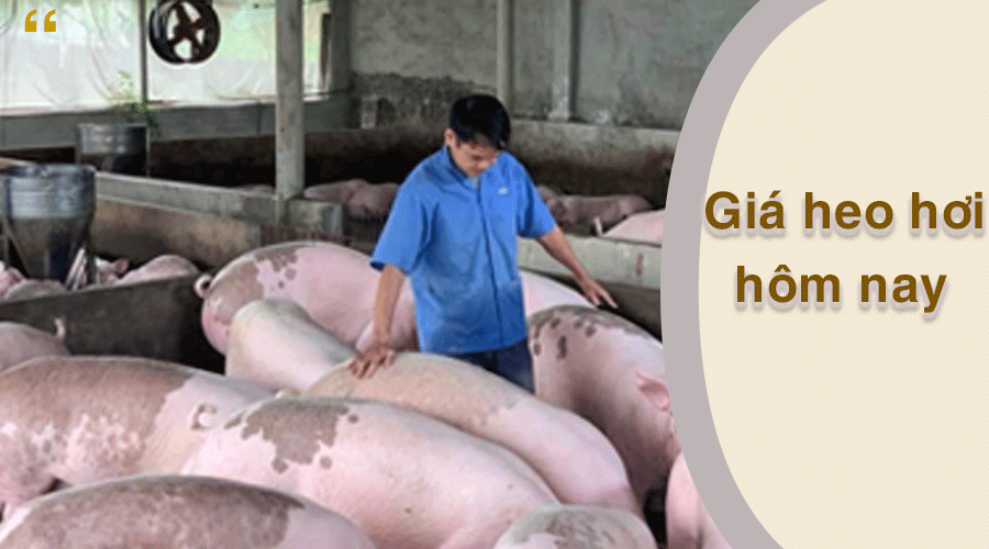 Giá heo hơi hôm nay 25/2: