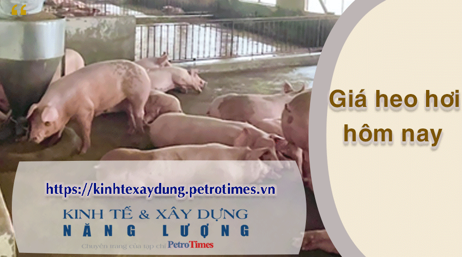 Giá heo hơi hôm nay 26/2: Đi ngang và ổn định
