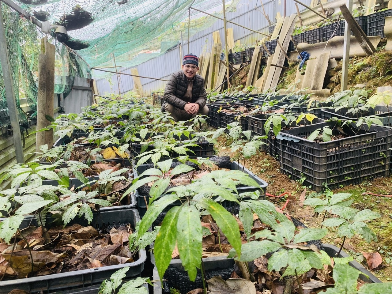 Cây sâm Lai Châu 2 năm tuổi