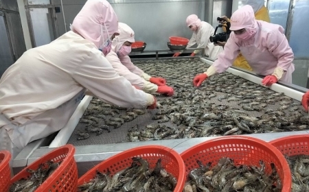 Xuất khẩu tôm đón tín hiệu tích cực từ đầu năm