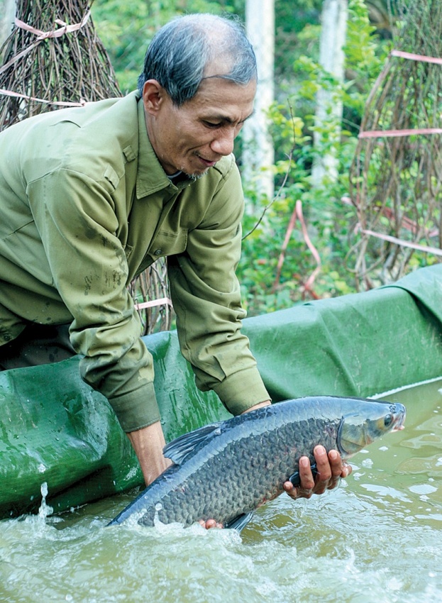 Vang danh cá kho làng Vũ Đại