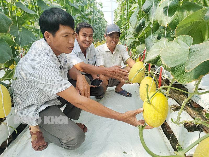 Bến Tre: Nông dân vùng biển ứng dụng công nghệ cao trong sản xuất