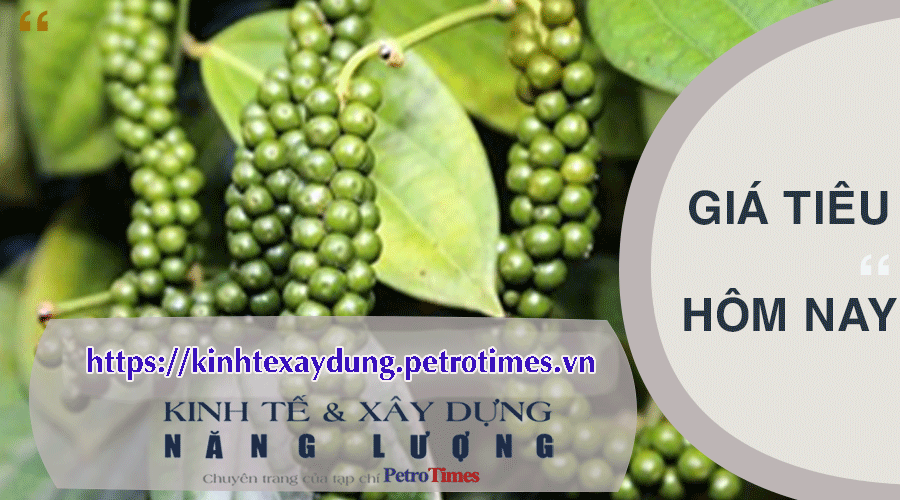 Giá tiêu hôm nay 4/3: Vượt ngưỡng 95.000 đồng
