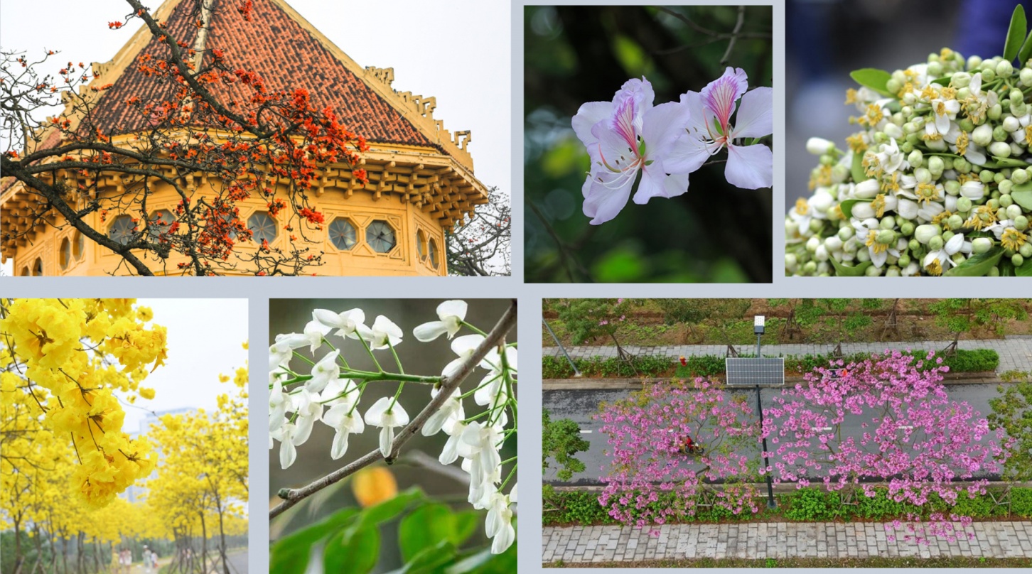 Thương nhớ mùa hoa tháng Ba