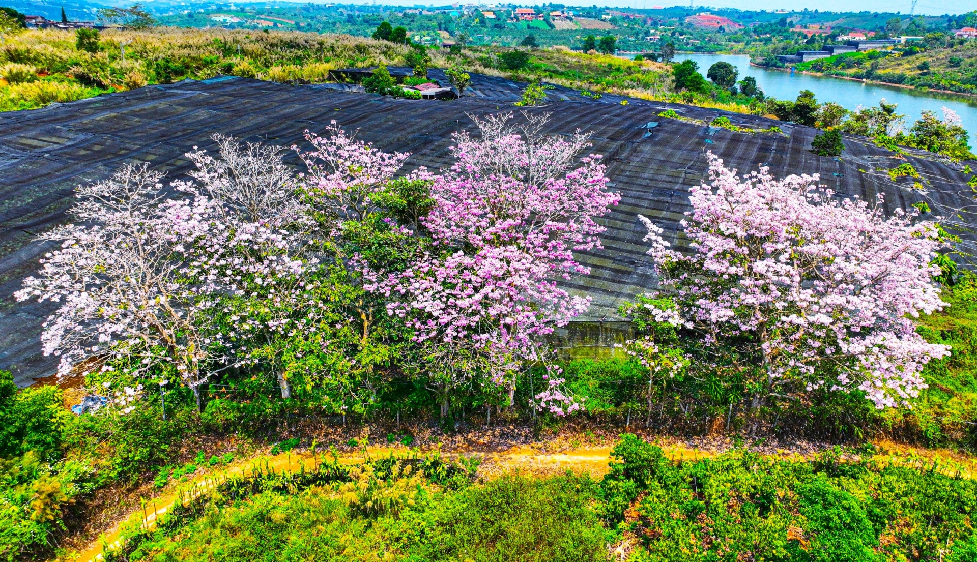 Đắm say cùng hồng phấn Đắm say cùng hồng phấn