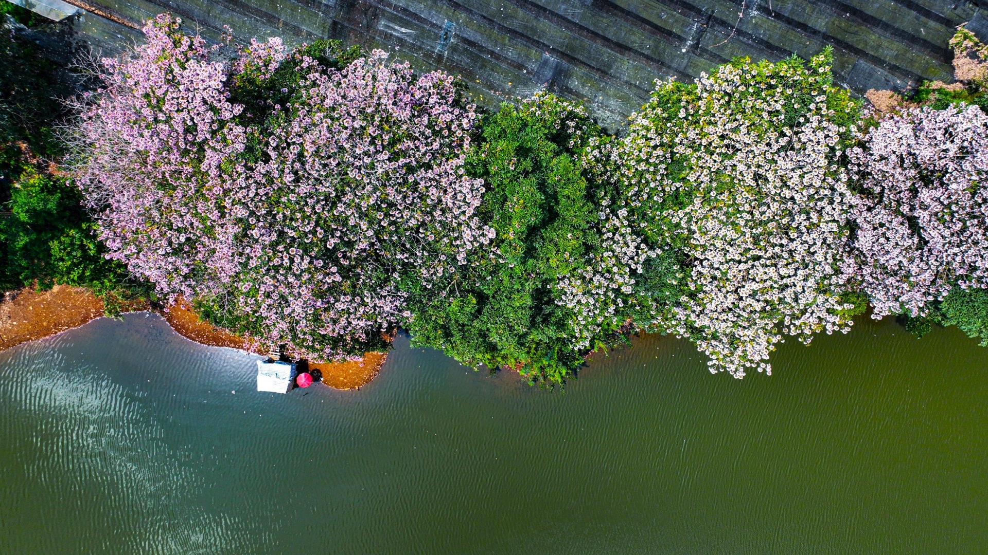 Đắm say cùng hồng phấn Đắm say cùng hồng phấn