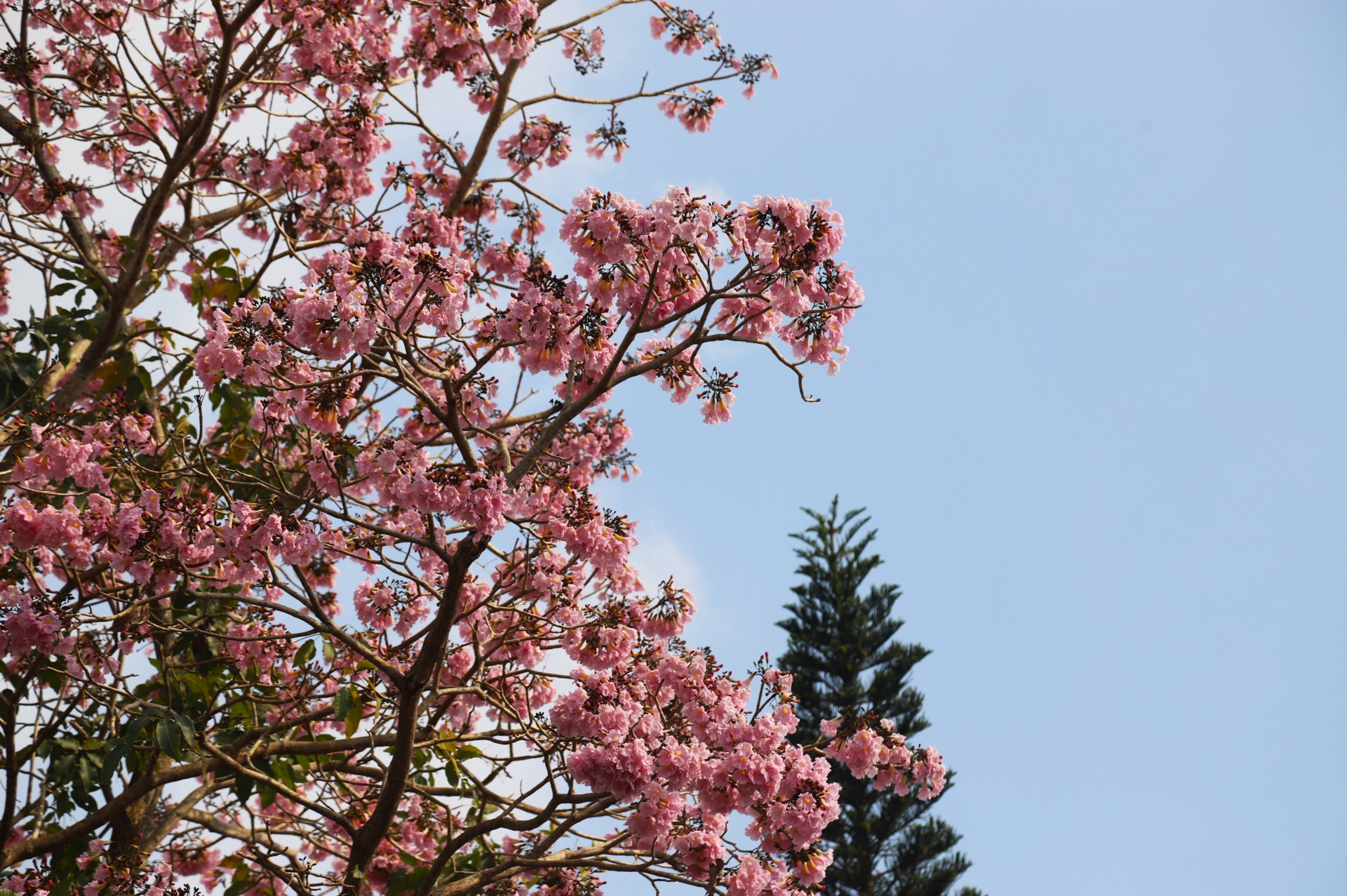 Đắm say cùng hồng phấn Đắm say cùng hồng phấn