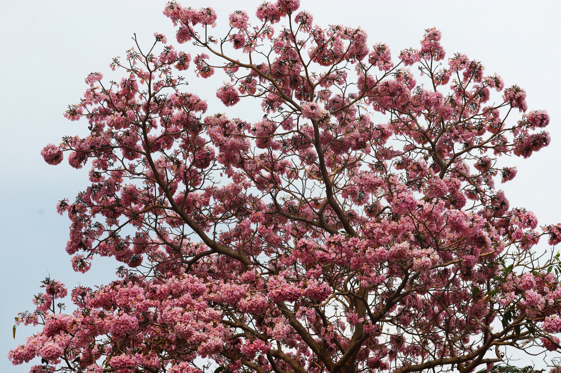 Đắm say cùng hồng phấn