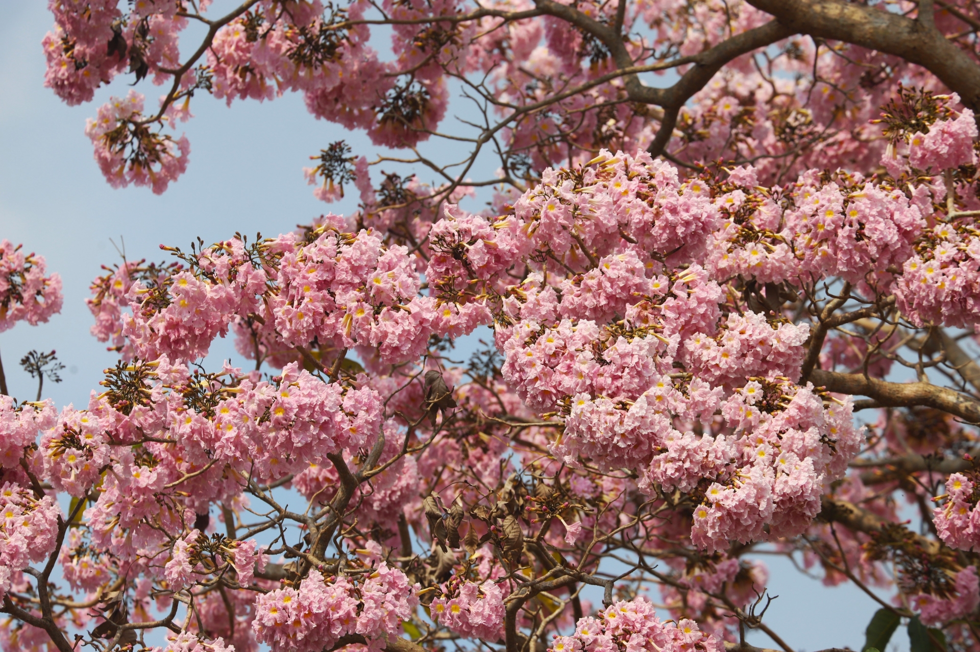 Đắm say cùng hồng phấn