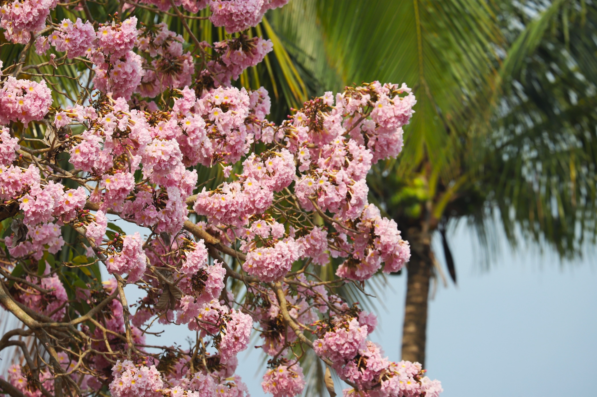 Đắm say cùng hồng phấn Đắm say cùng hồng phấn