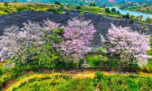 Đắm say cùng hồng phấn