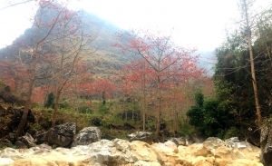 Vẻ đẹp của hoa mộc miên nơi Cao nguyên đá Hà Giang