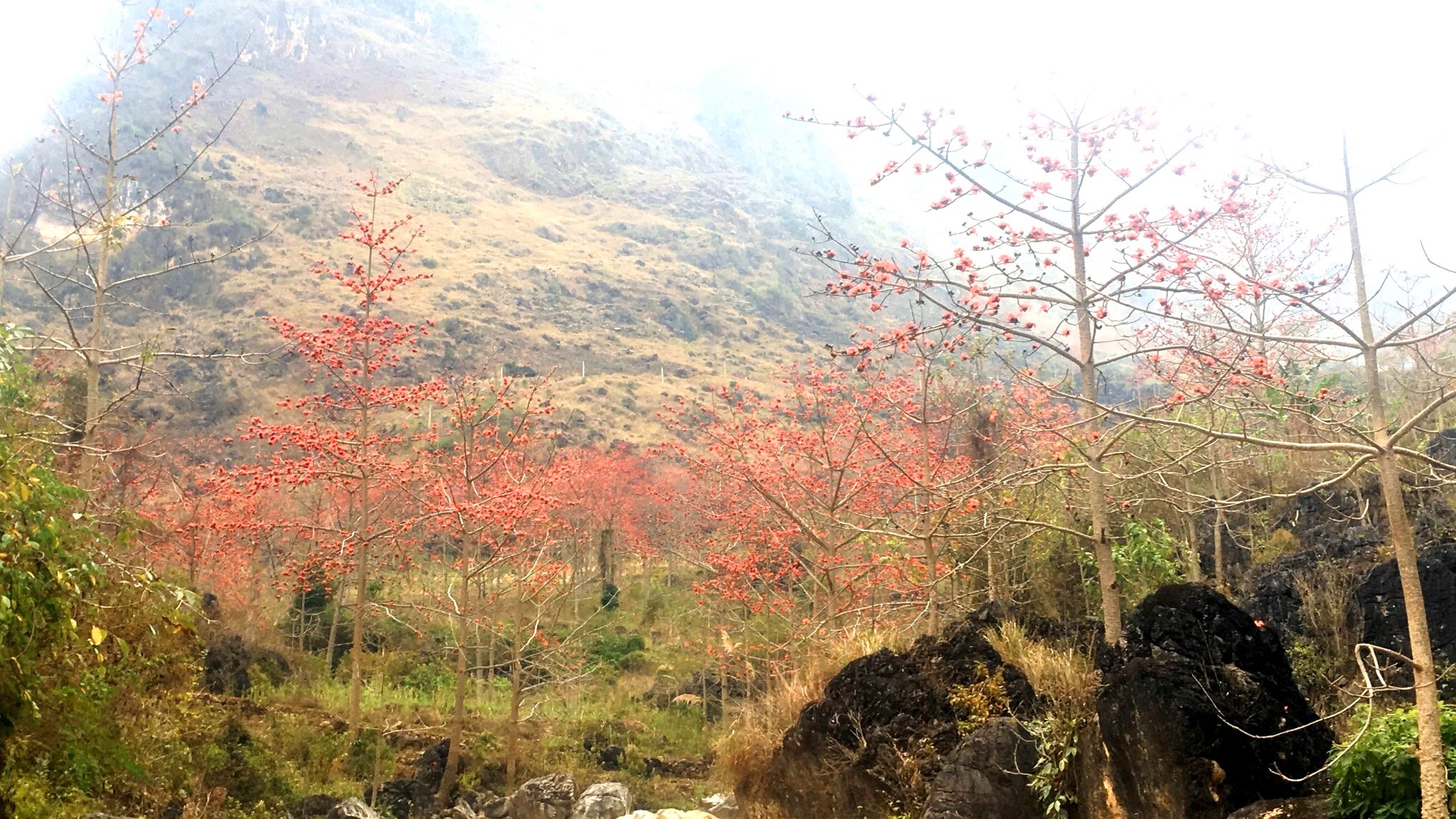 Vẻ đẹp của hoa mộc miên nơi vùng Cao nguyên đá Hà Giang